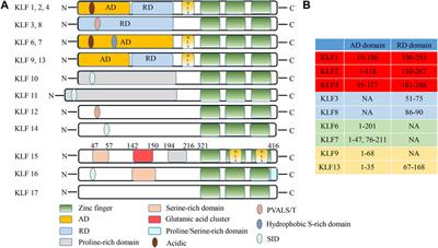 Krüppel-like factor 15 in liver diseases: Insights into metabolic reprogramming